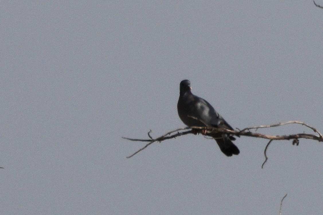 Stock Dove - ML659376867