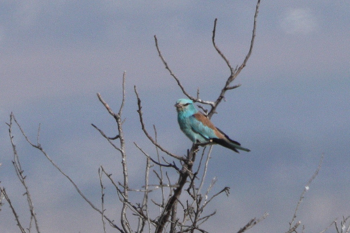 European Roller - ML659376888