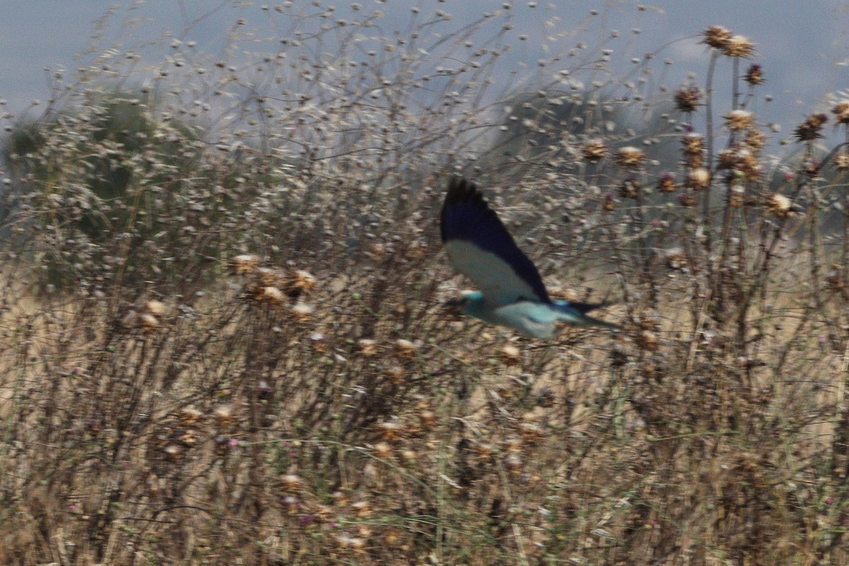 European Roller - ML659376889