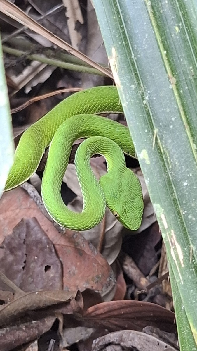 Vogel's Pit Viper - ML659377080