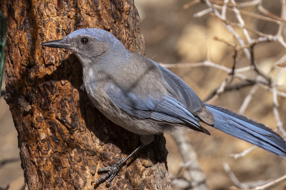 Woodhouse's Scrub-Jay - ML659377098