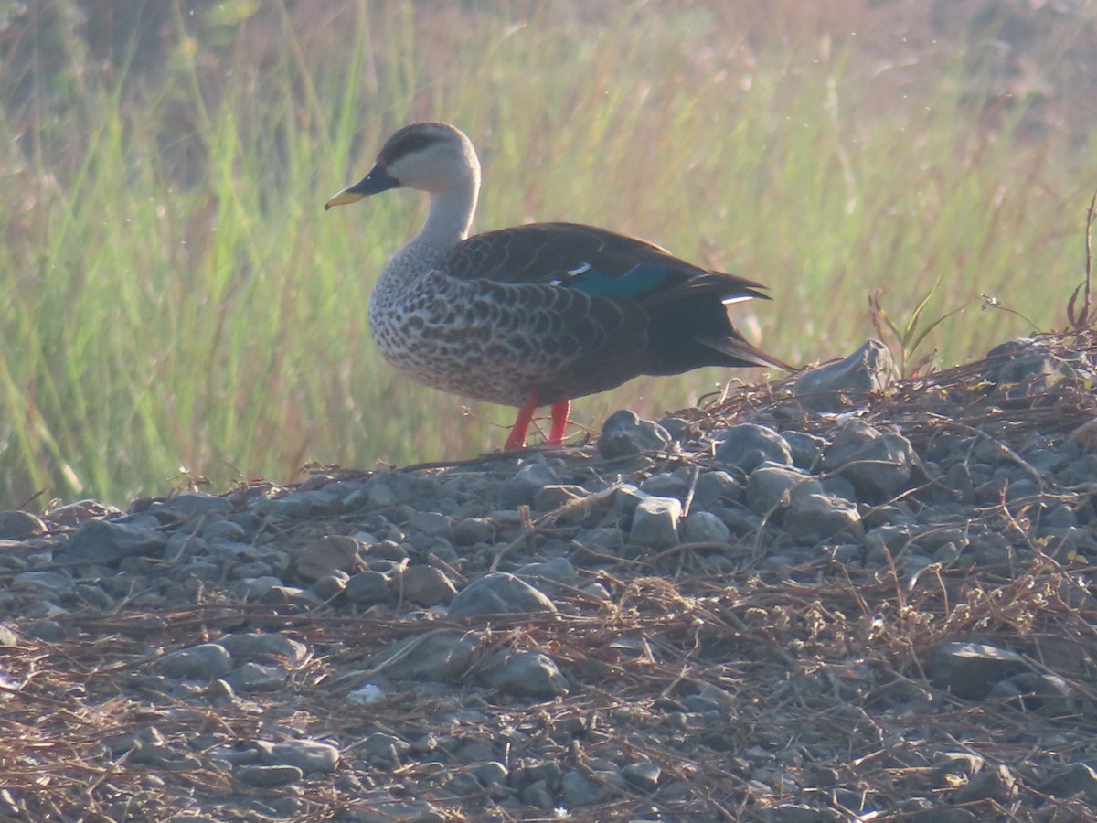 eBird Checklist - 7 Apr 2024 - Talawade Indrayani River, Pimpri ...