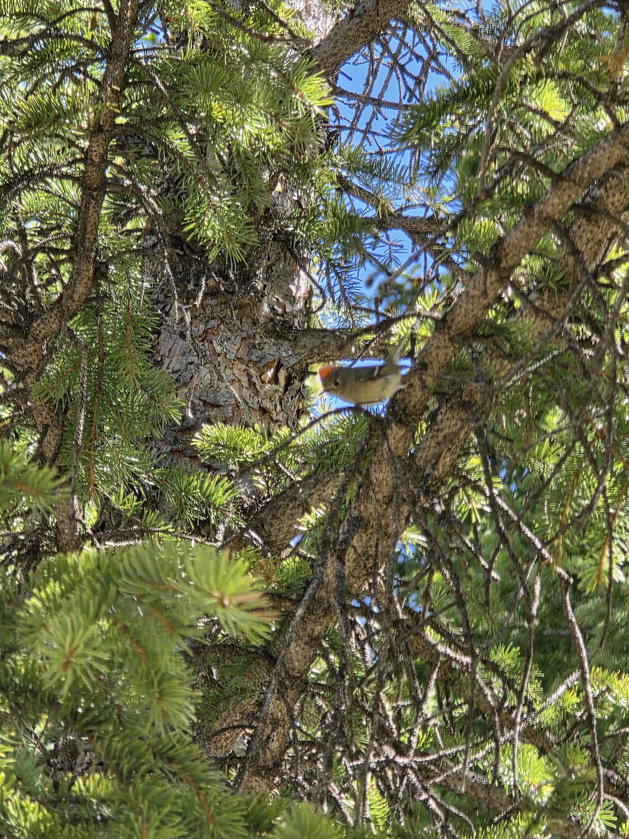 Ruby-crowned Kinglet - ML659377545