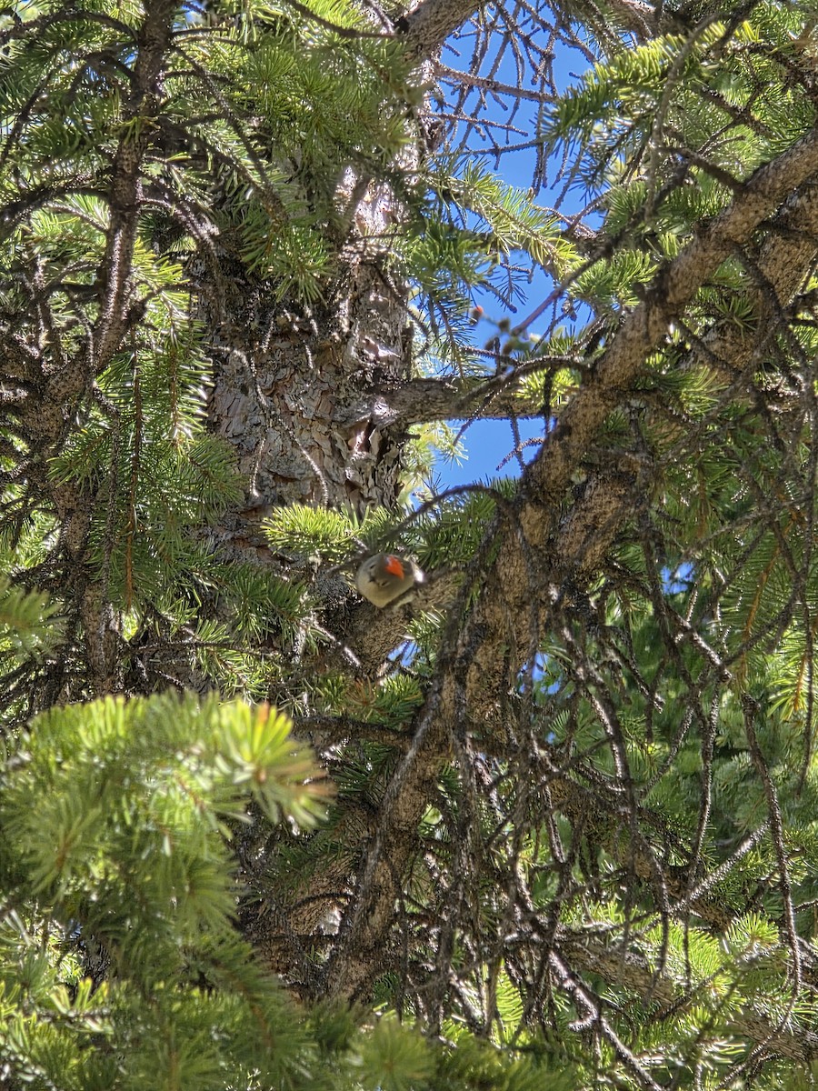 Ruby-crowned Kinglet - ML659377546