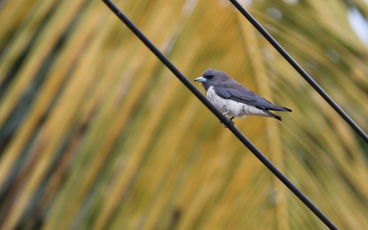 White-breasted Woodswallow - ML659377667