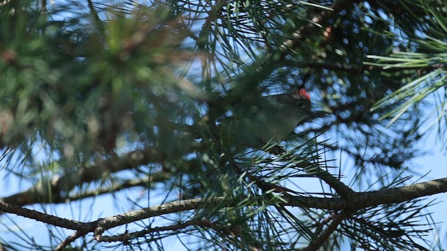 Ruby-crowned Kinglet - ML659377688