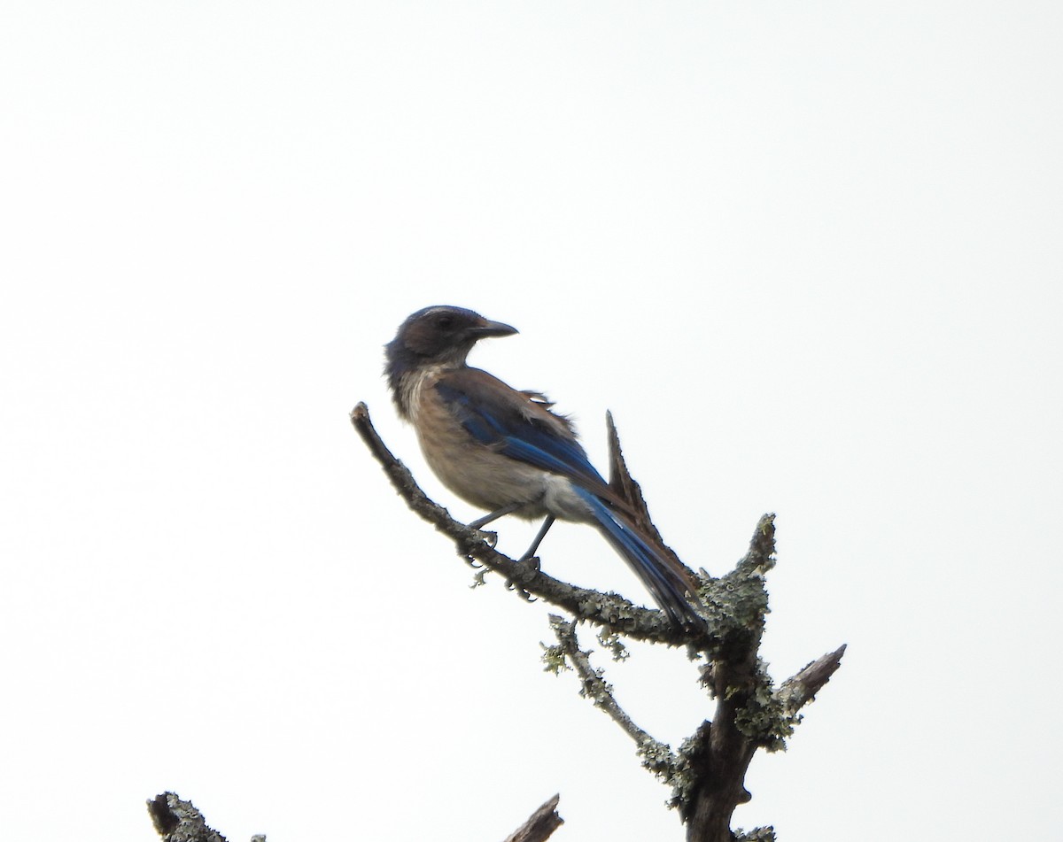 Woodhouse's Scrub-Jay - ML659377781
