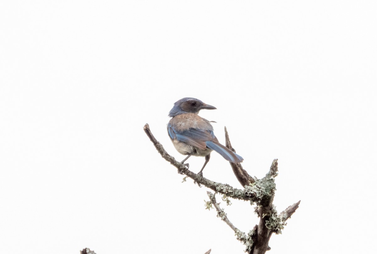 Woodhouse's Scrub-Jay - ML659377782