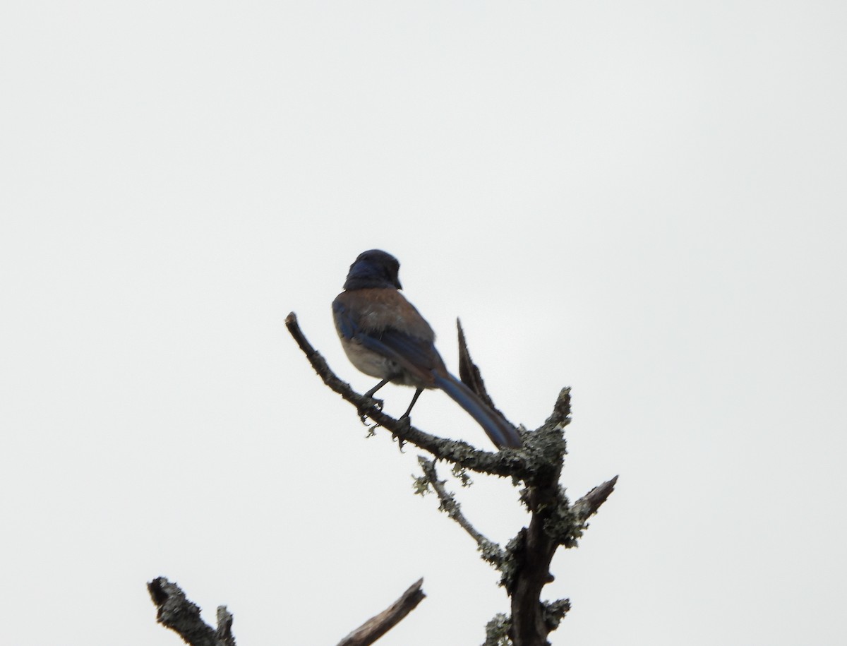 Woodhouse's Scrub-Jay - ML659377783