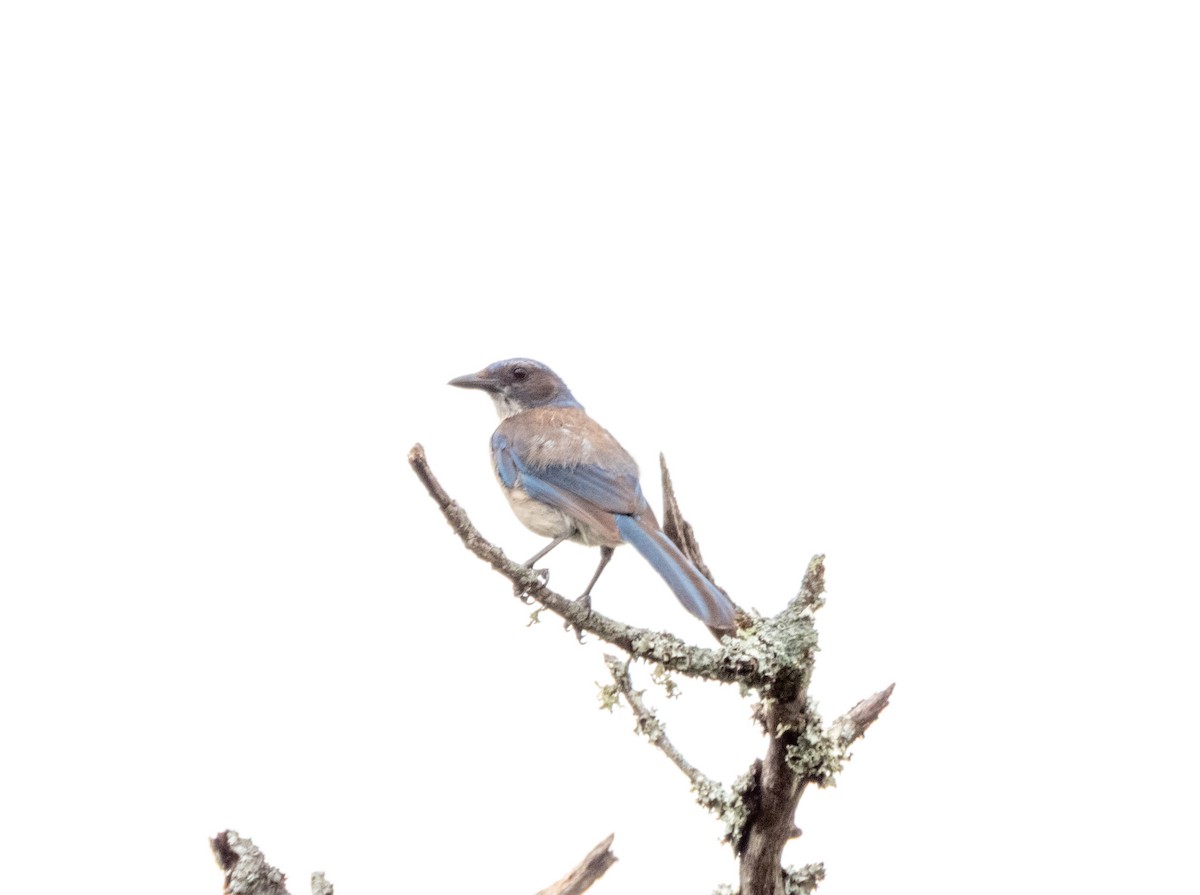 Woodhouse's Scrub-Jay - ML659377784