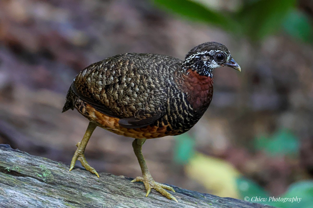 Sabah Partridge - ML659378230