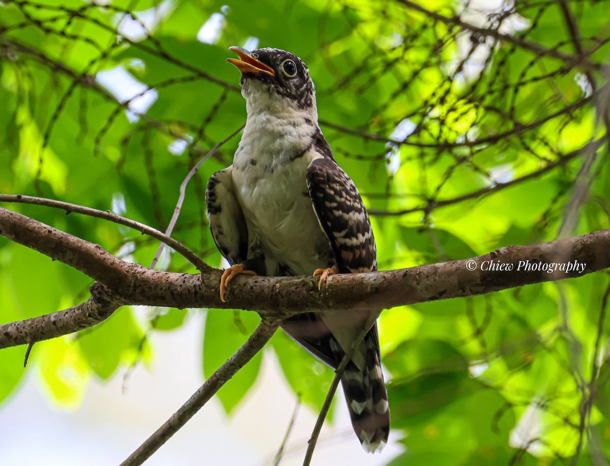 Indian Cuckoo - ML659378245