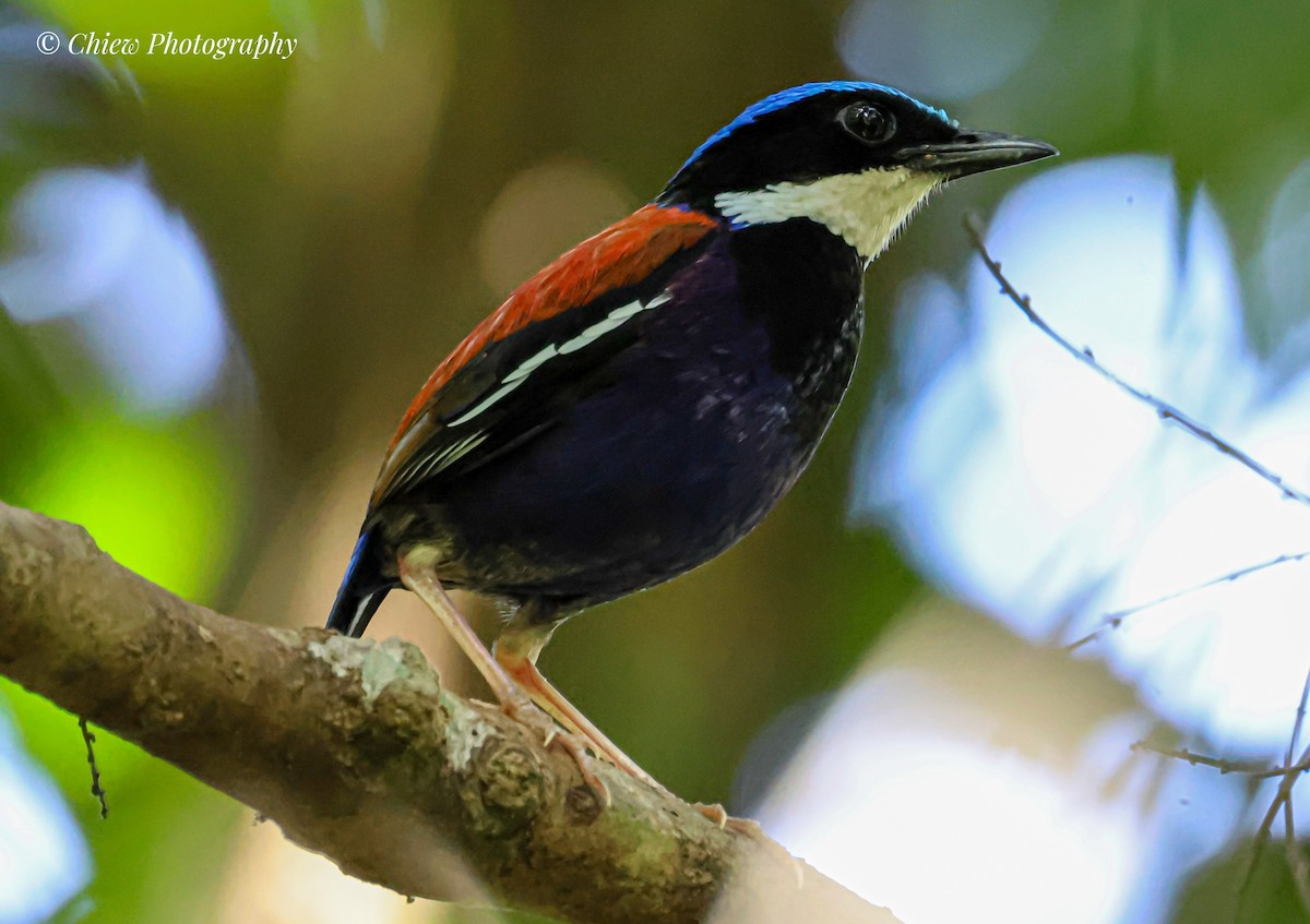 Blue-headed Pitta - ML659378247