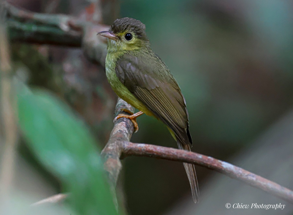 Hairy-backed Bulbul - ML659378250