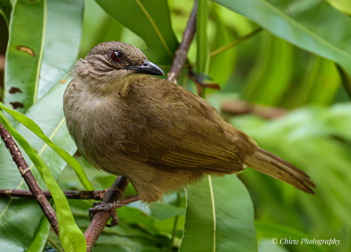 Olive-winged Bulbul - ML659378255