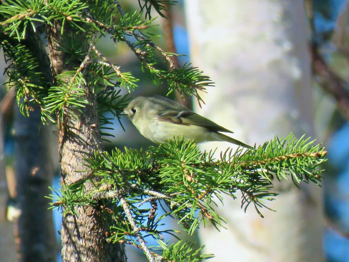 Ruby-crowned Kinglet - ML659378314