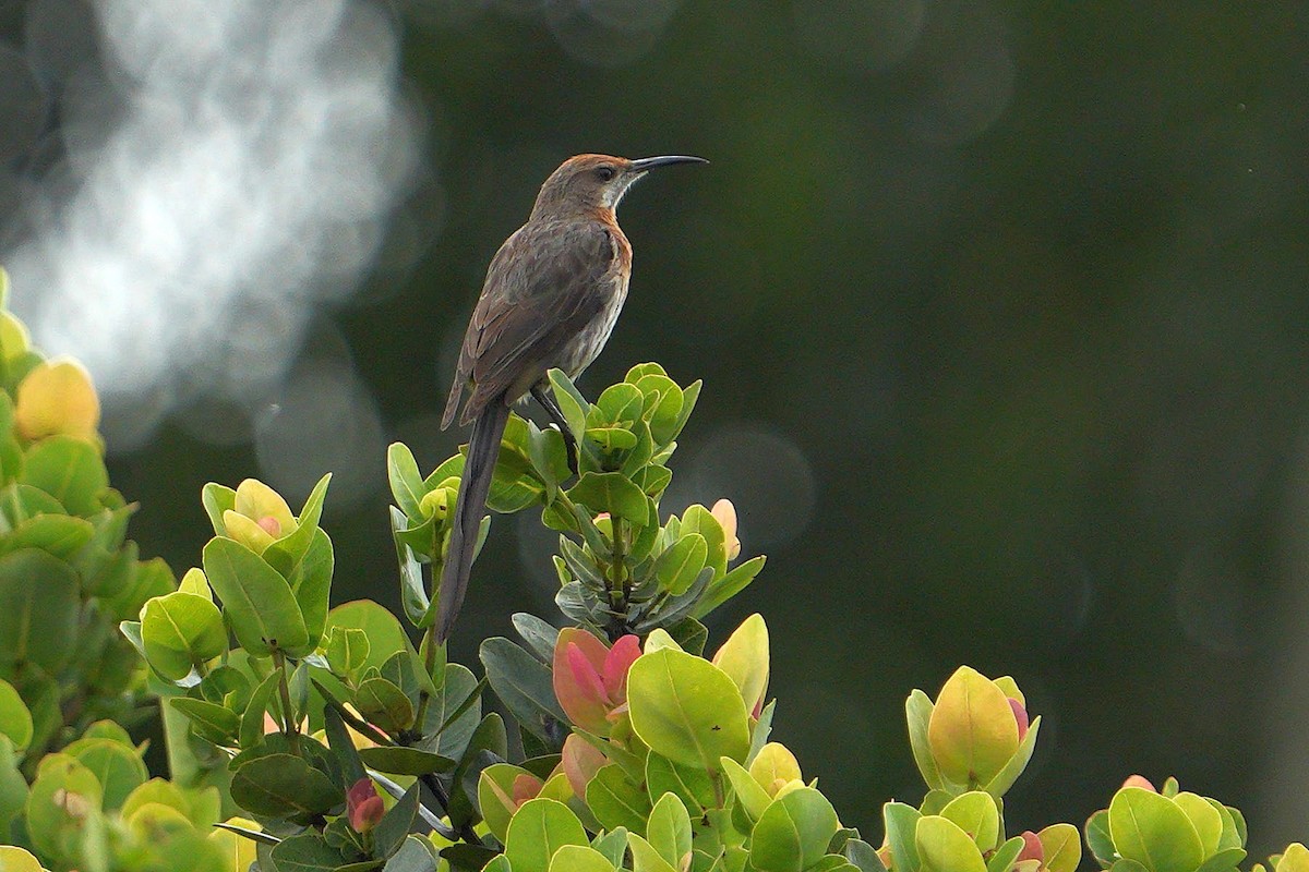 Gurney's Sugarbird - ML659378697