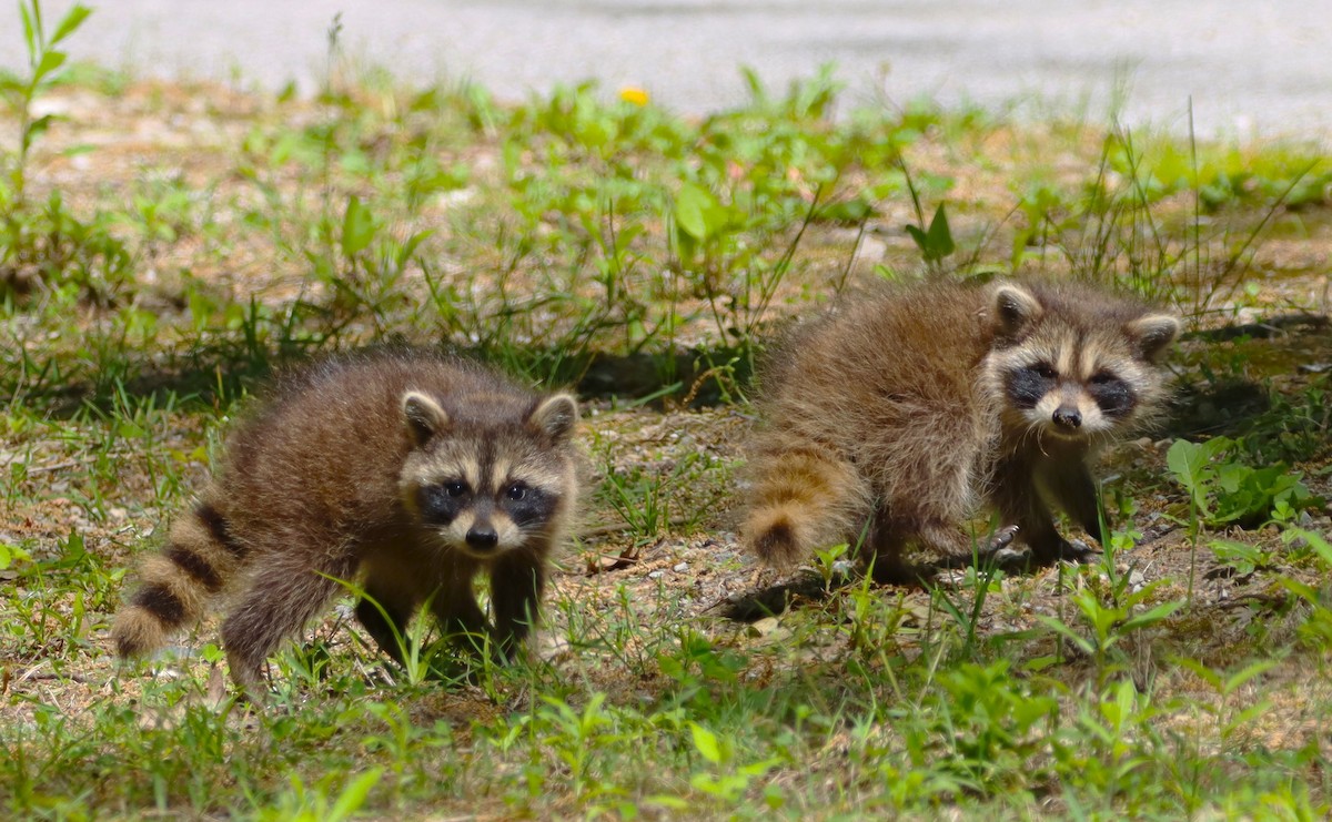 Common Raccoon - ML659380115