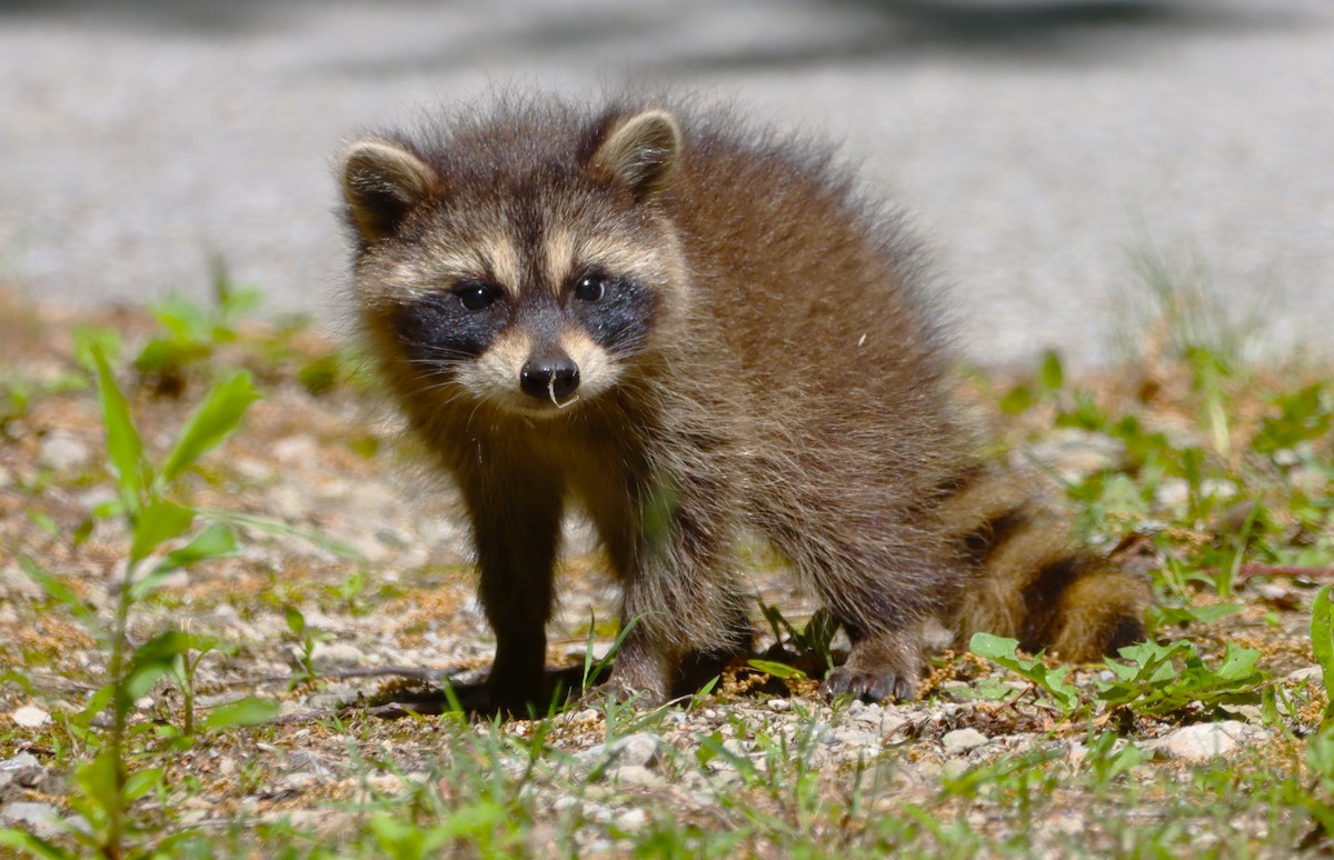 Common Raccoon - ML659380116