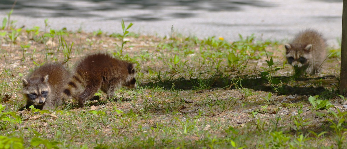 Common Raccoon - ML659380117