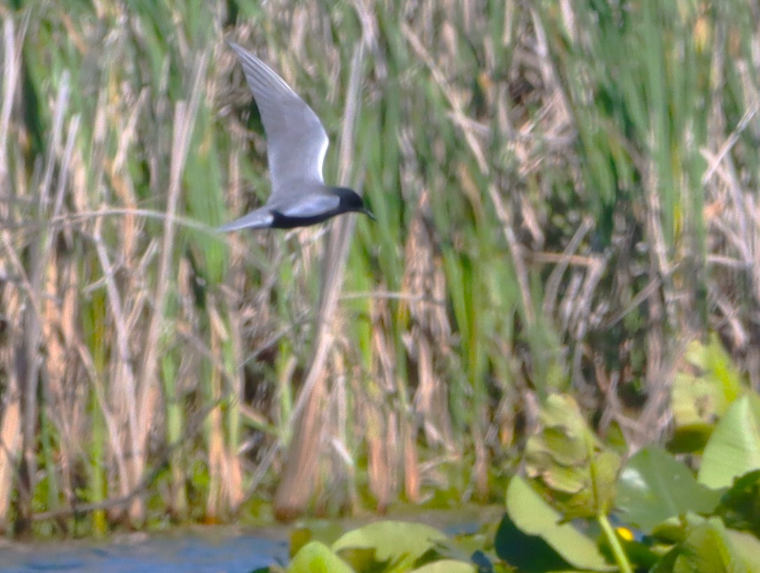 Black Tern - ML659380152