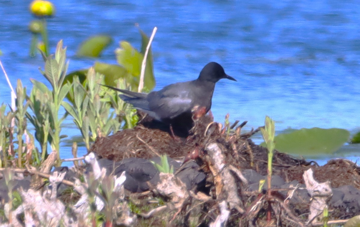 Black Tern - ML659380153