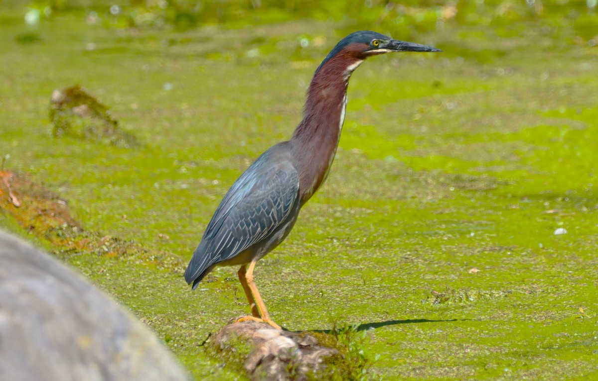 Green Heron - ML659380158