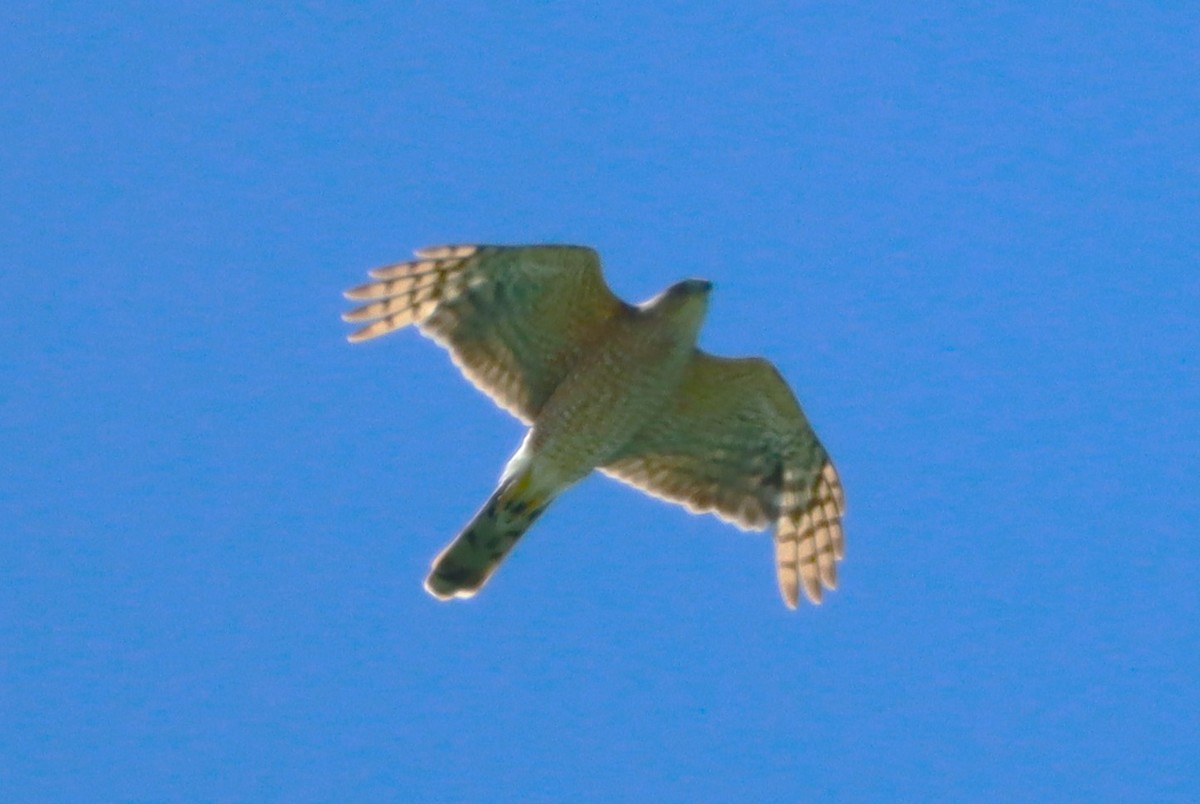Cooper's Hawk - ML659380169