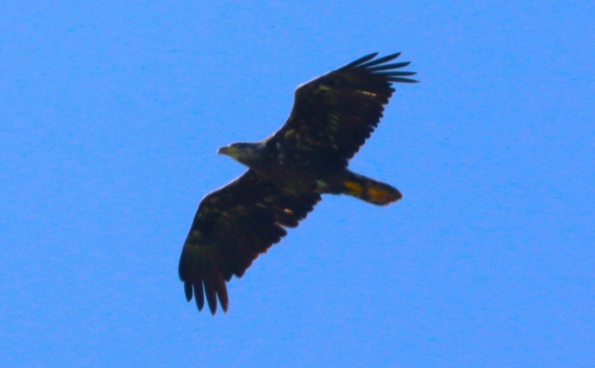 Bald Eagle - ML659380172