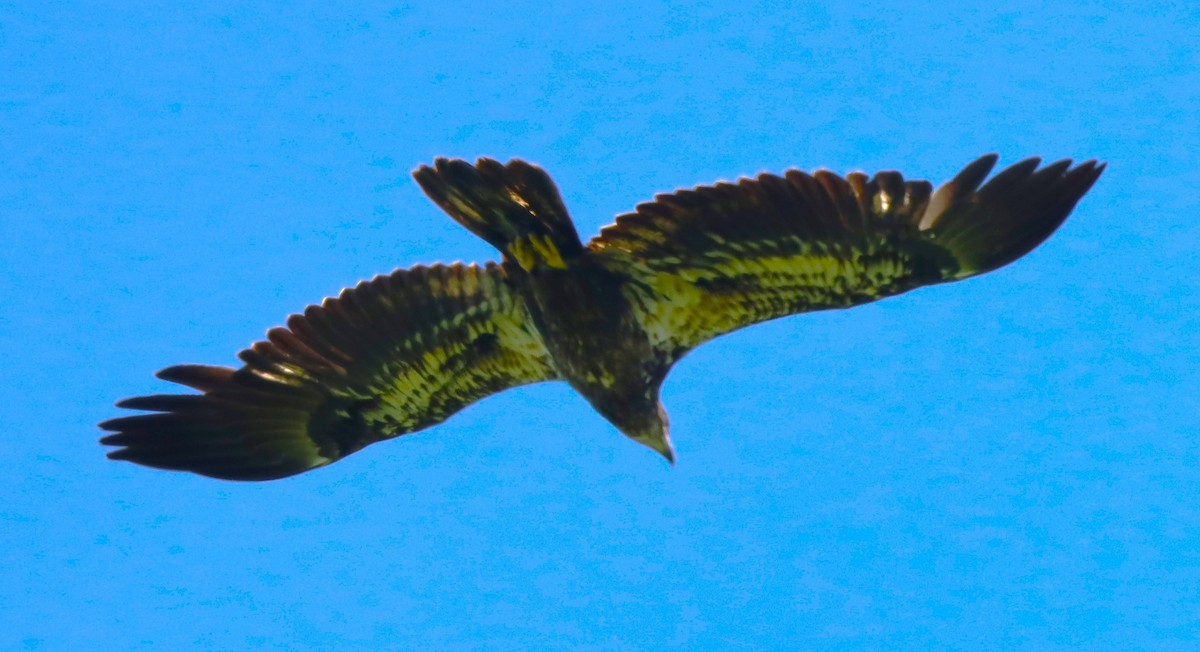 Bald Eagle - ML659380173