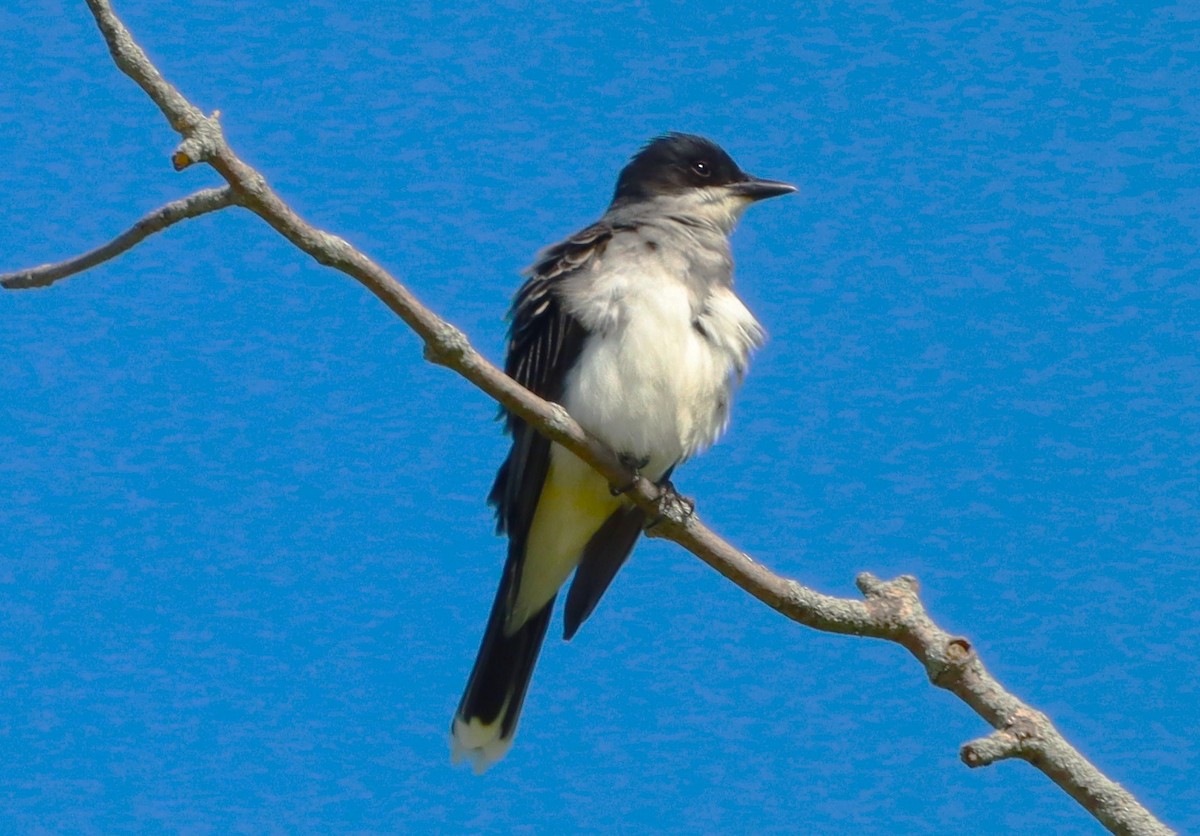 Eastern Kingbird - ML659380178
