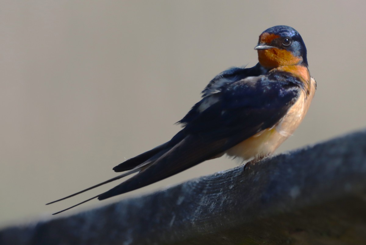 Barn Swallow - ML659380197