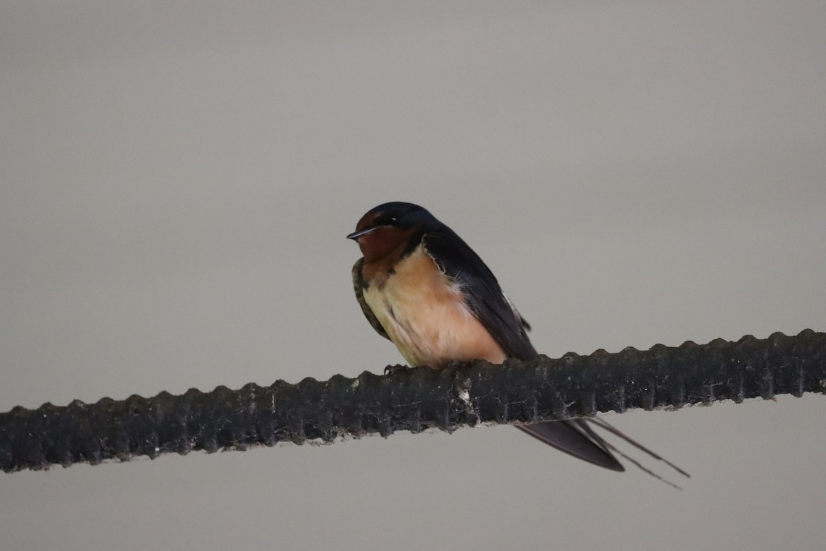 Barn Swallow - ML659380198
