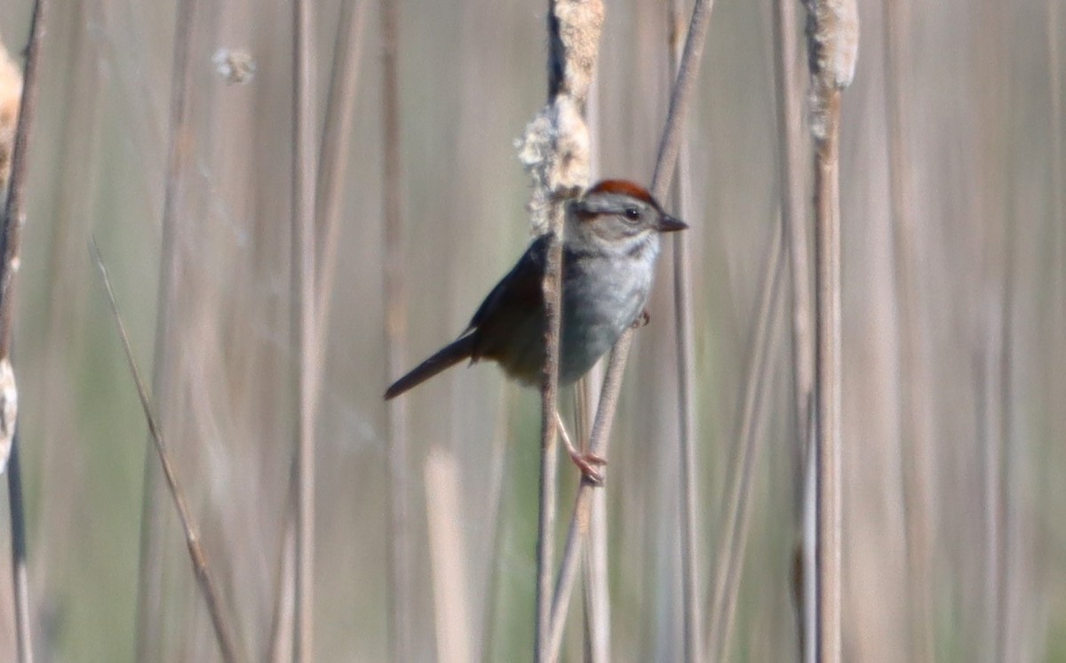 Swamp Sparrow - ML659380201
