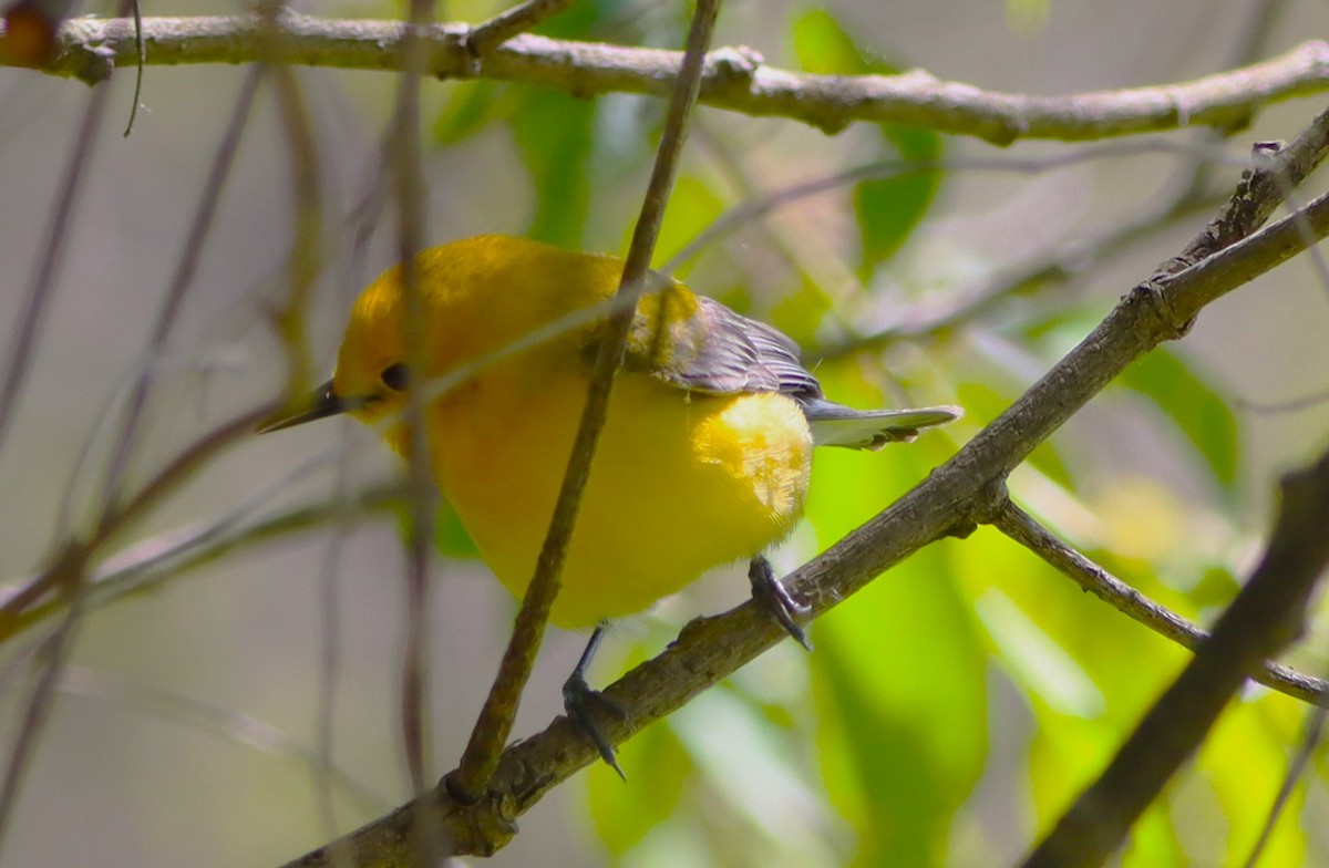 Prothonotary Warbler - ML659380205