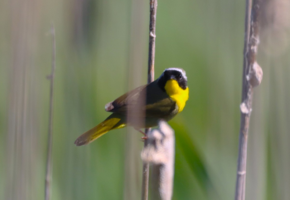 Common Yellowthroat - ML659380211
