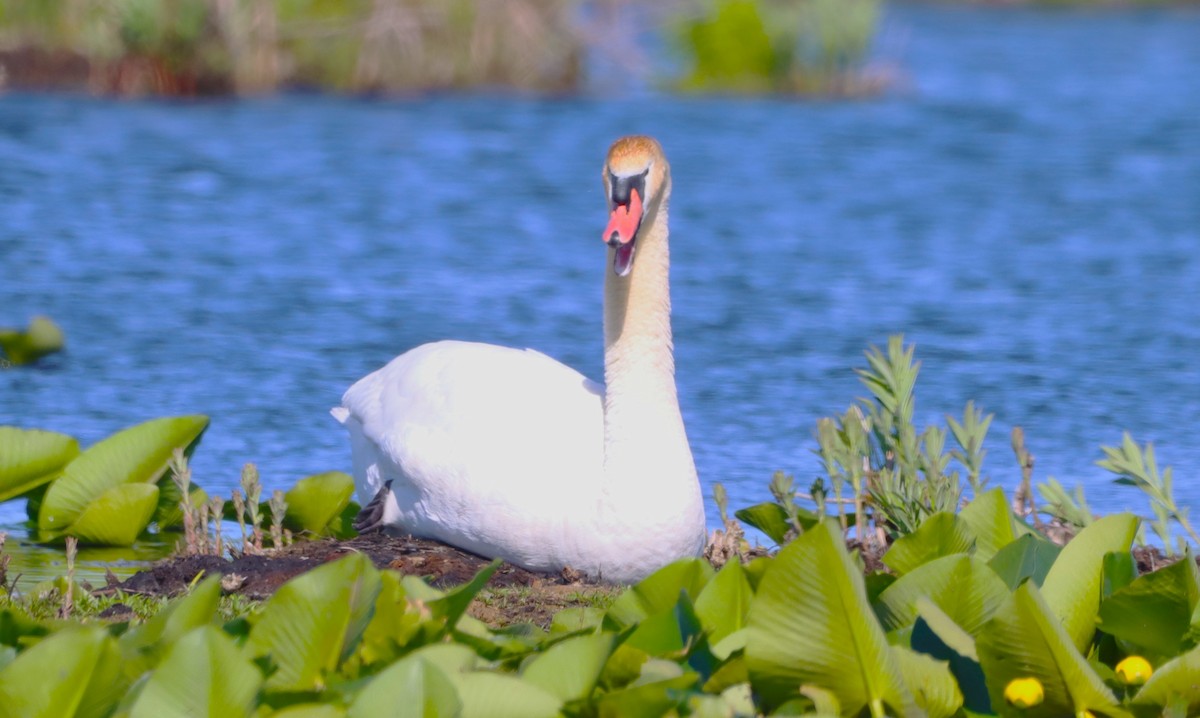 Mute Swan - ML659380231