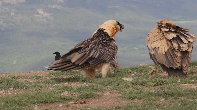 Bearded Vulture (Eurasian) - ML659380246