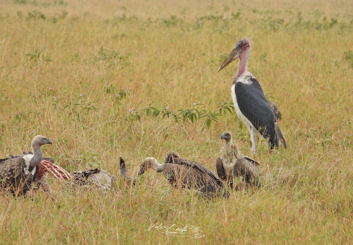 marabu africký - ML659380381