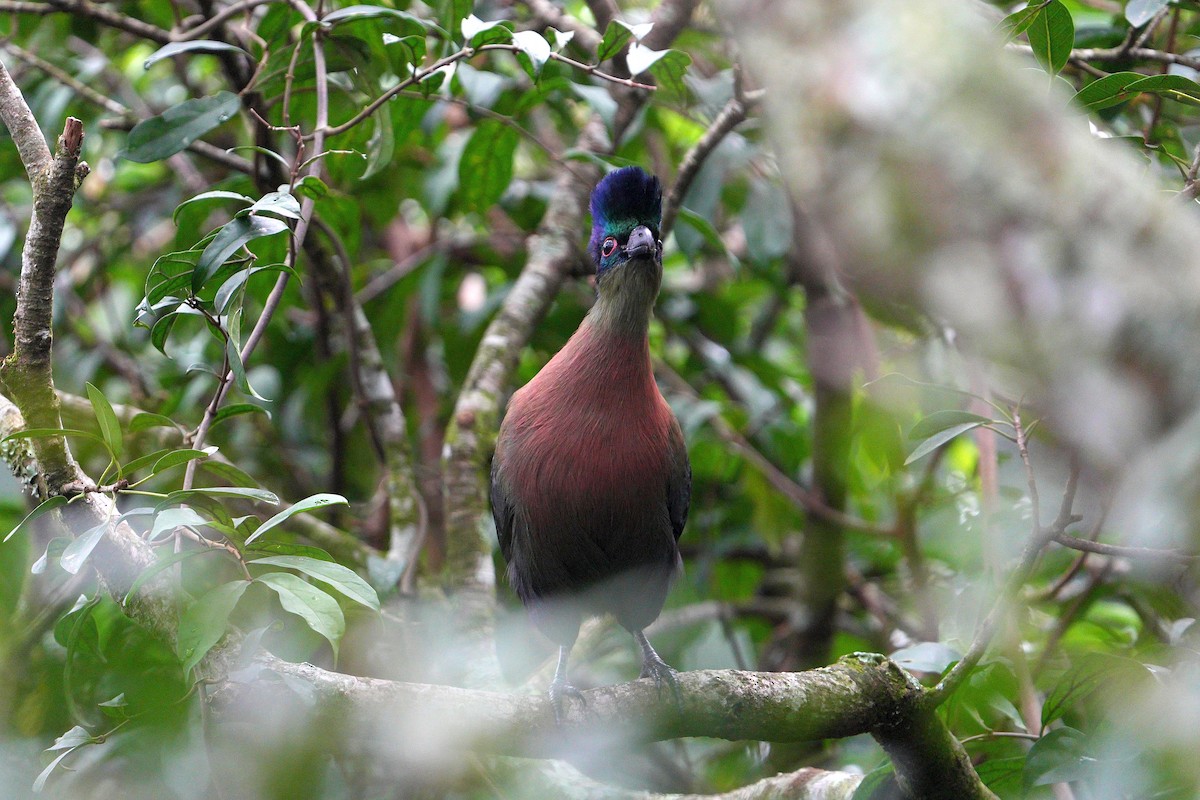 Purple-crested Turaco - ML659380570