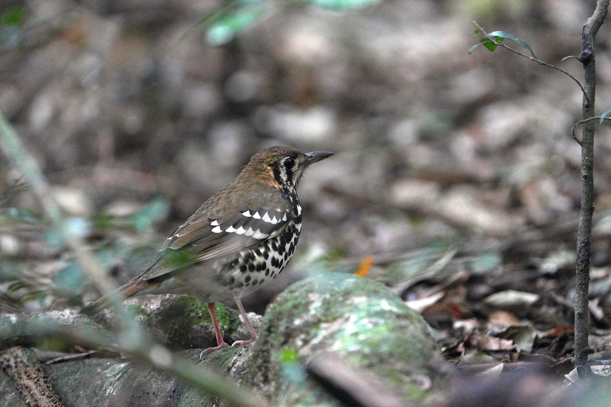 Spotted Ground-Thrush - ML659380597