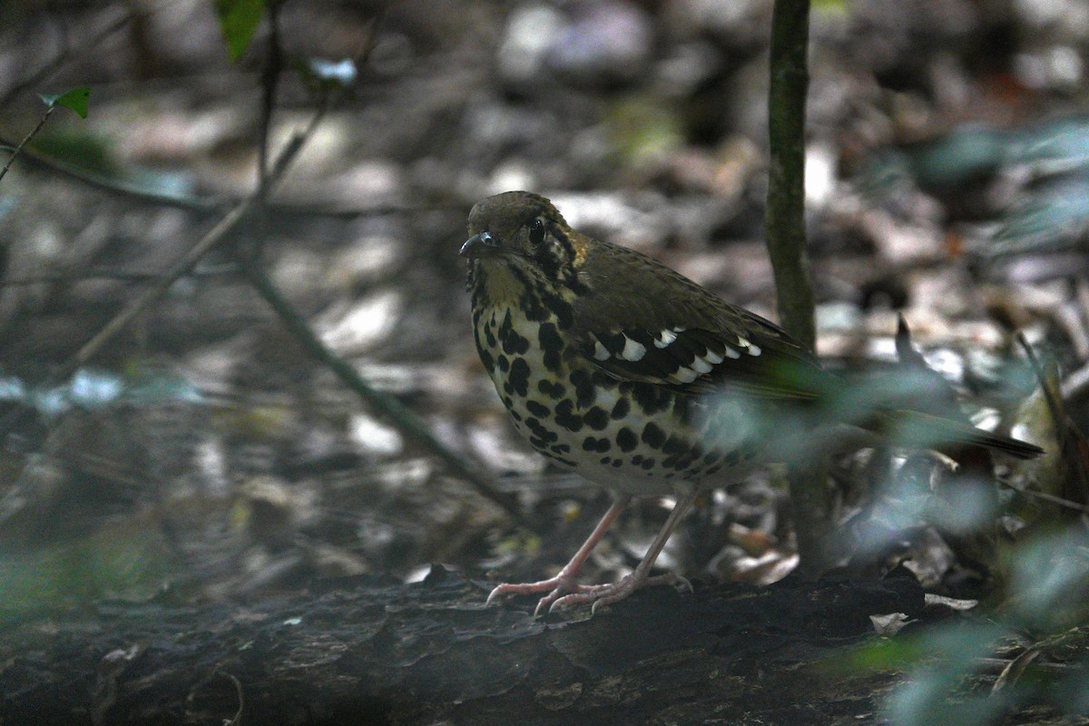 Spotted Ground-Thrush - ML659380599