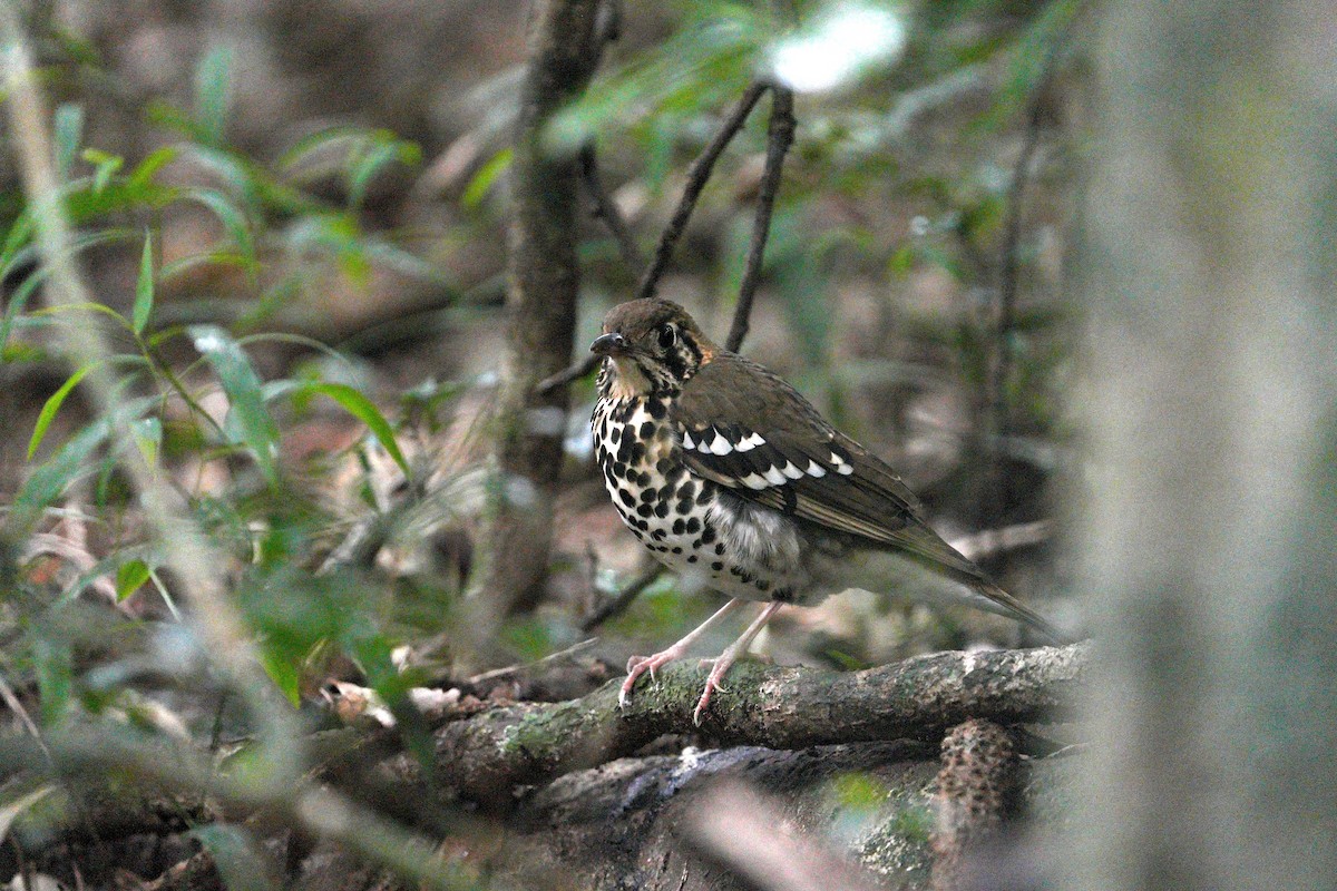 Spotted Ground-Thrush - ML659380600