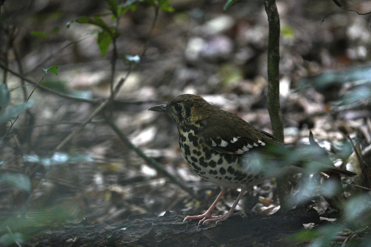 Spotted Ground-Thrush - ML659380601