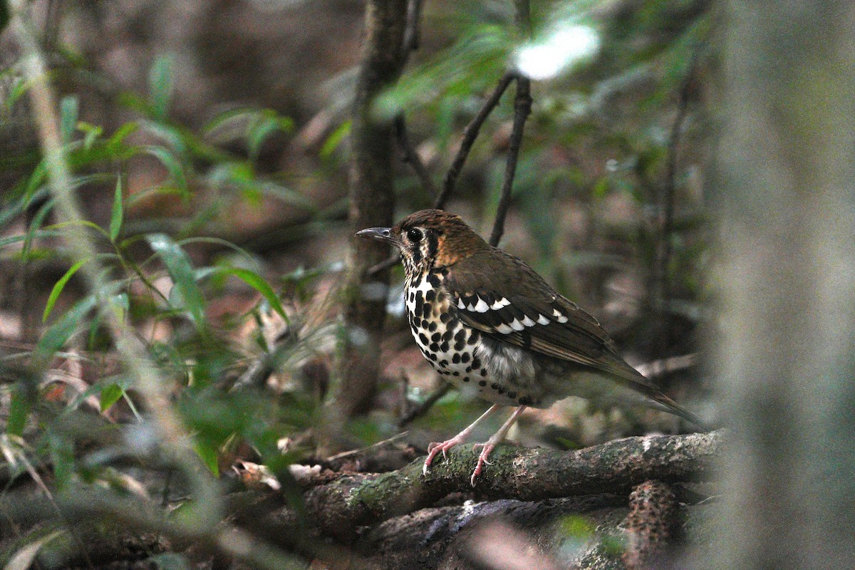 Spotted Ground-Thrush - ML659380602