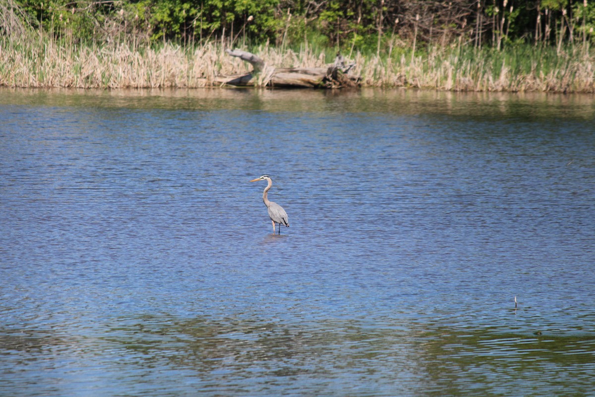 Great Blue Heron - ML659380888