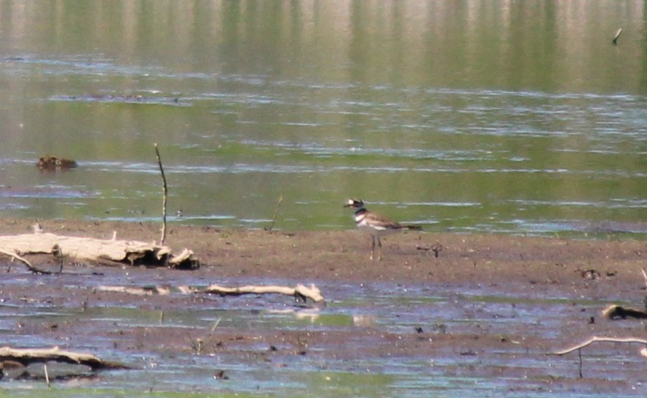 Killdeer - ML659380932
