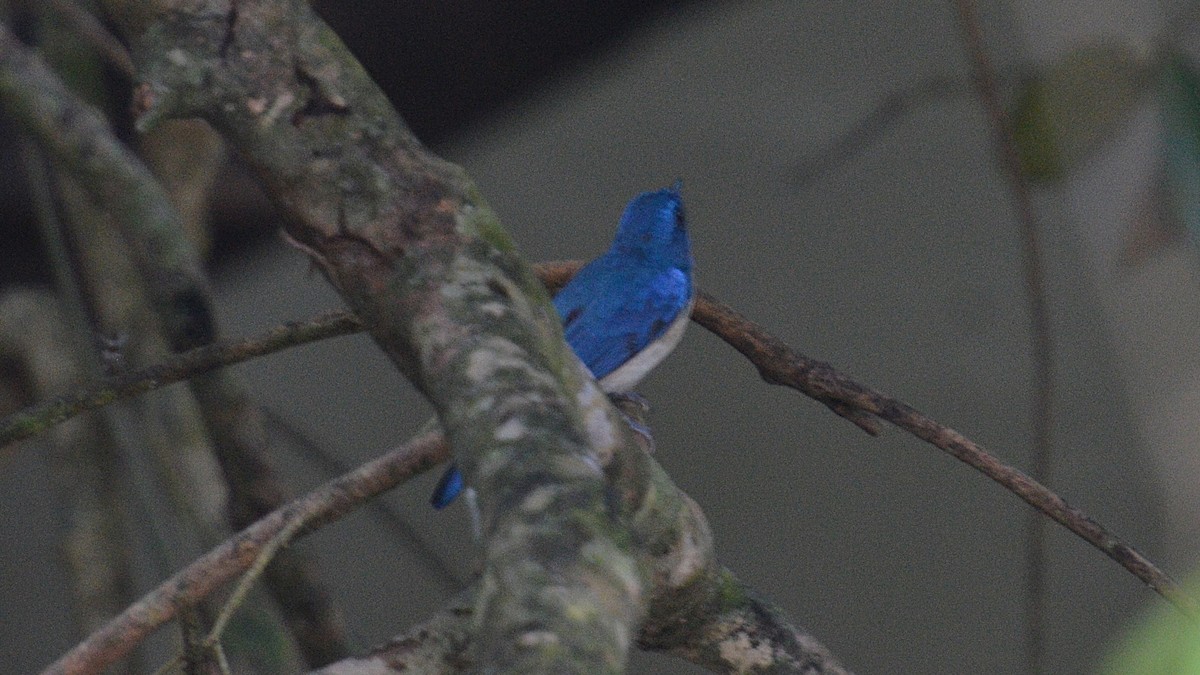 Malaysian Blue Flycatcher - ML659380947