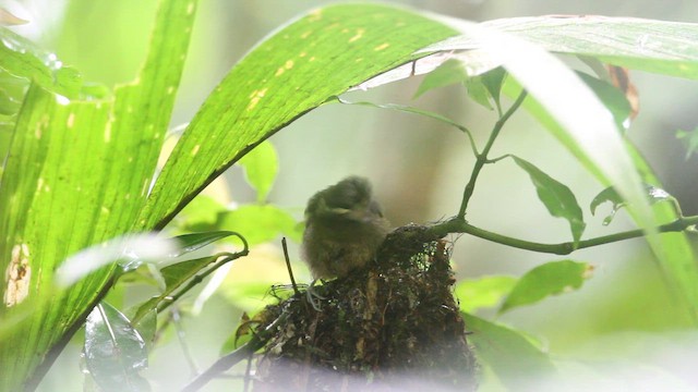 Salvadori's Antwren - ML659381004