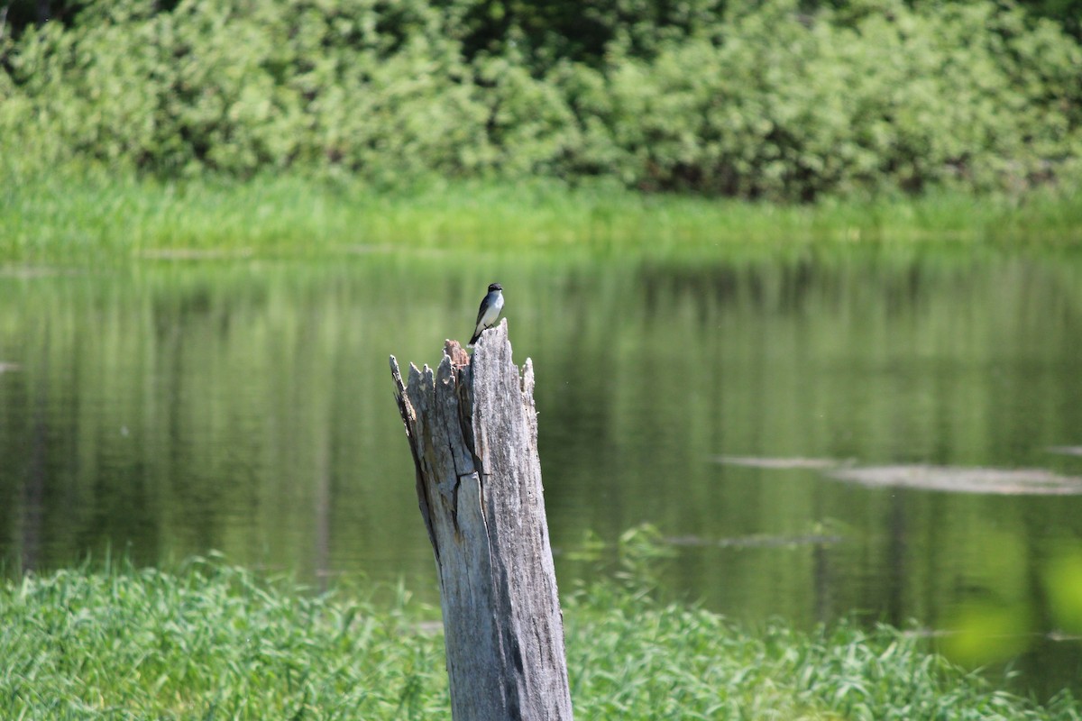 Eastern Kingbird - ML659381023